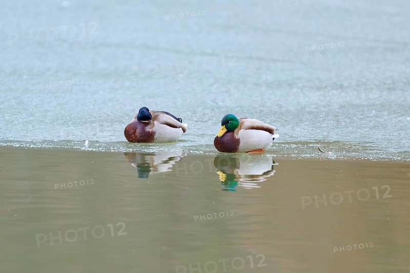 Mallard (Anas platyrhynchos), two ducks resting on a patch of ice, in quiet and peaceful surroundings, winter, Amorbach, Bavaria, Germany