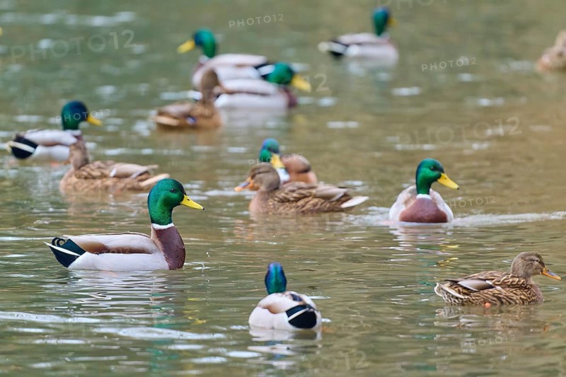 Mallard (Anas platyrhynchos), ducks in a large group swimming in calm waters, winter, Amorbach, Bavaria, Germany