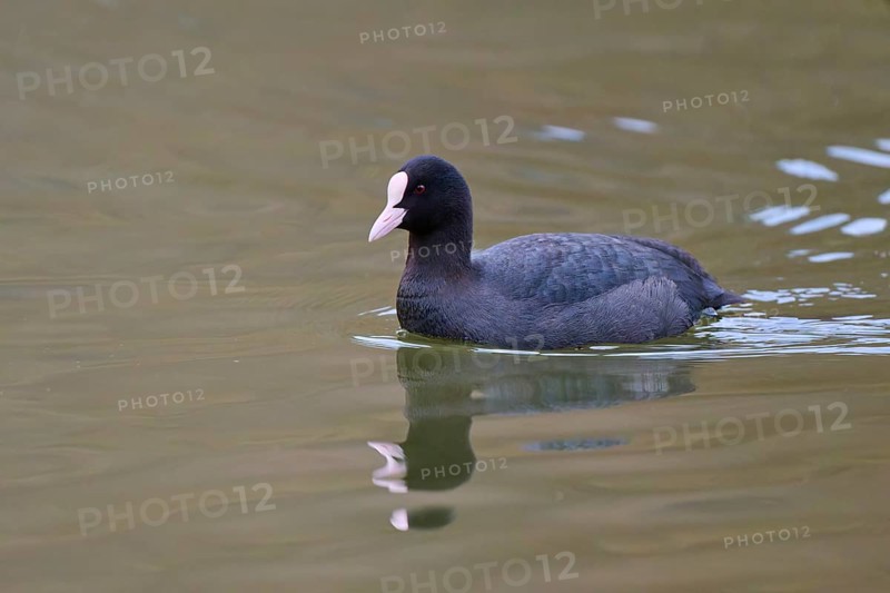 A coot (Fulica atra), swimming calmly on a lake, with a clear reflection in the greenish water, winter, Amorbach, Bavaria, Germany