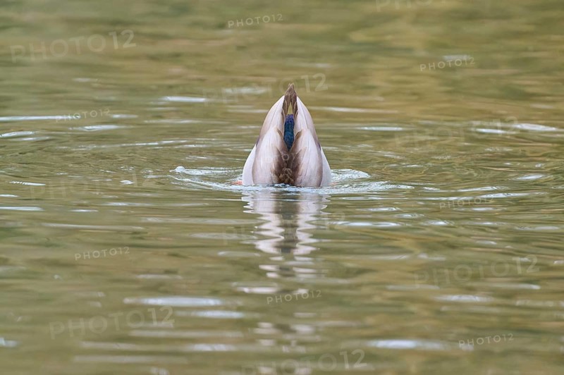 Mallard (Anas platyrhynchos), duck dipping its head under water, winter, Amorbach, Bavaria, Germany