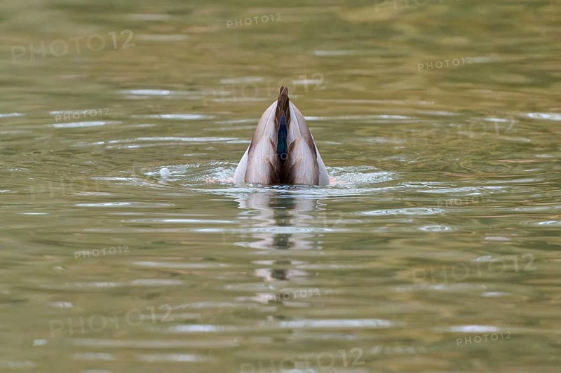 Mallard (Anas platyrhynchos), duck diving headfirst into the water, winter, Amorbach, Bavaria, Germany
