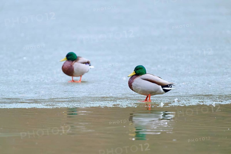 Mallard (Anas platyrhynchos), two ducks standing on ice near a water surface with reflection, winter, Amorbach, Bavaria, Germany
