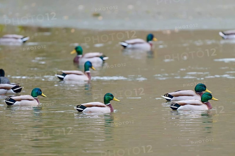 Mallard (Anas platyrhynchos), ducks swimming comfortably on a quiet pond, winter, Amorbach, Bavaria, Germany