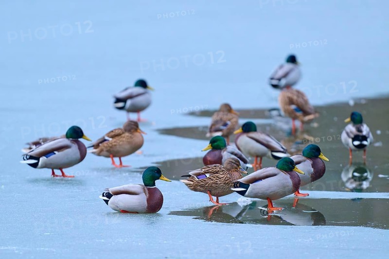 Mallard (Anas platyrhynchos), group of ducks resting on cold ice with small patches of water, winter, Amorbach, Bavaria, Germany