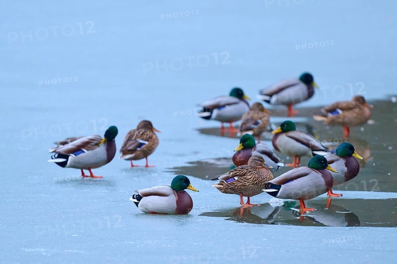 Mallard (Anas platyrhynchos), birds on a mixture of ice and water, winter, Amorbach, Bavaria, Germany