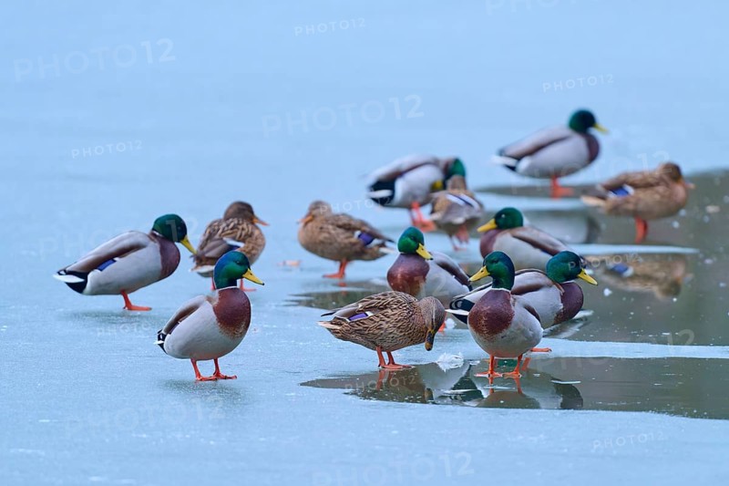 Mallard (Anas platyrhynchos), numerous ducks resting on partly frozen lake with dark water, winter, Amorbach, Bavaria, Germany