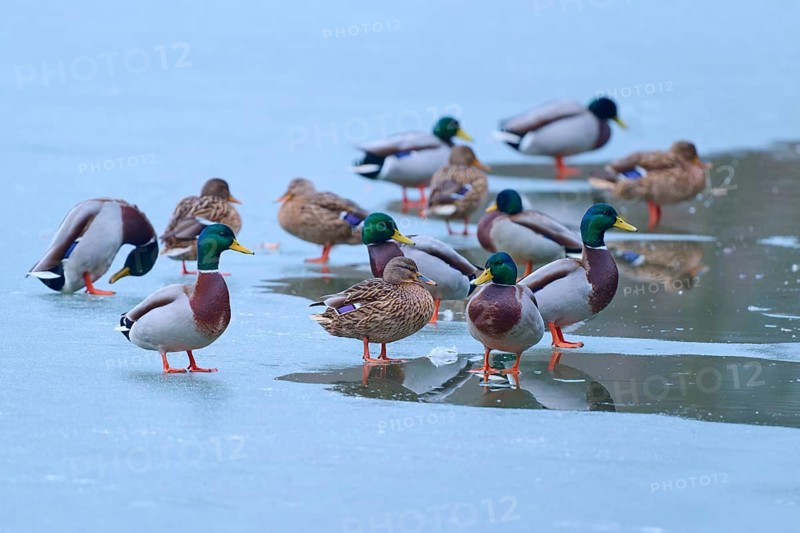 Mallard (Anas platyrhynchos), several ducks on partly frozen lake with small water areas, winter, Amorbach, Bavaria, Germany