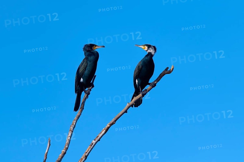 Cormorant (Phalacrocorax carbo), two birds on a branch against the background of a clear blue sky, winter, Reinheimer Teich, Reinheim, Hesse, Germany