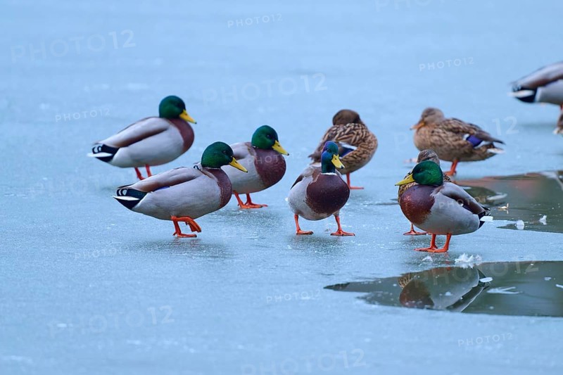 Mallard (Anas platyrhynchos), ducks and drakes on ice with partly liquid water, vivid colours and reflections, winter, Amorbach, Bavaria, Germany