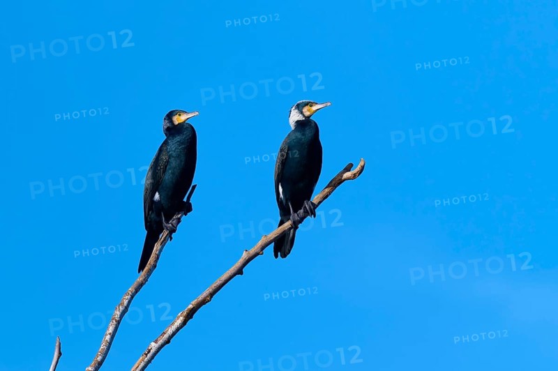 Cormorant (Phalacrocorax carbo), two birds sitting next to each other on a branch against a blue sky, winter, Reinheimer Teich, Reinheim, Hesse, Germany