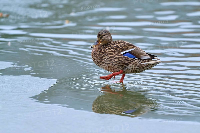 Mallard (Anas platyrhynchos), duck carefully crossing the ice, winter, Amorbach, Bavaria, Germany