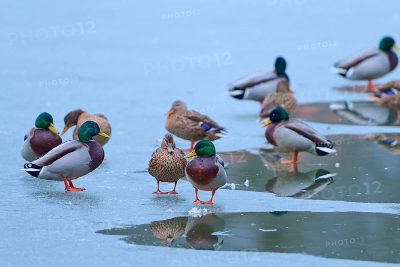 Mallard (Anas platyrhynchos), group of ducks standing on frozen lake with partial reflection, winter, Amorbach, Bavaria, Germany