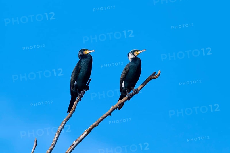 Cormorant (Phalacrocorax carbo), two birds resting on a branch in front of a bright blue sky, winter, Reinheimer Teich, Reinheim, Hesse, Germany