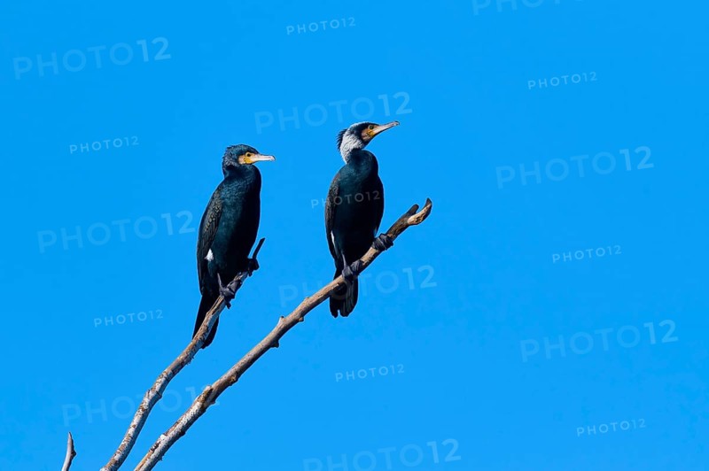 Cormorant (Phalacrocorax carbo), two birds on a branch with blue background sky, winter, Reinheimer Teich, Reinheim, Hesse, Germany