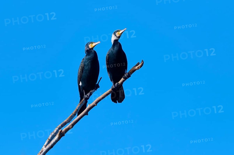 Cormorant (Phalacrocorax carbo), two resting on a branch under a clear, bright blue sky, winter, Reinheimer Teich, Reinheim, Hesse, Germany