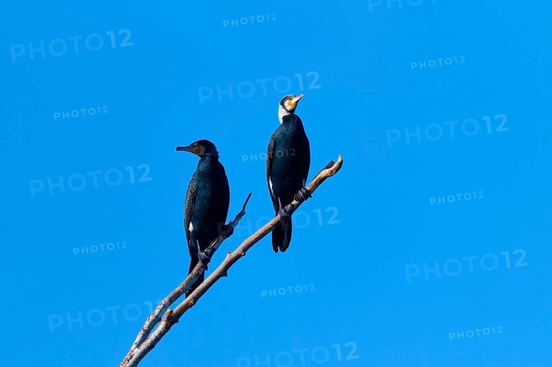 Cormorant (Phalacrocorax carbo), two sitting on a branch in front of a clear blue sky, winter, Reinheimer Teich, Reinheim, Hesse, Germany