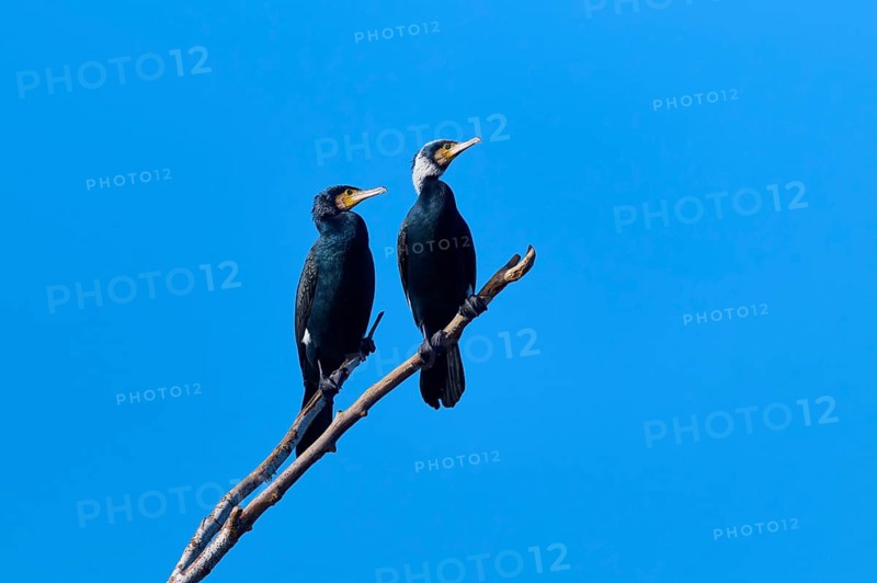 Cormorant (Phalacrocorax carbo), two birds sitting on a branch in front of a clear blue sky, winter, Reinheimer Teich, Reinheim, Hesse, Germany