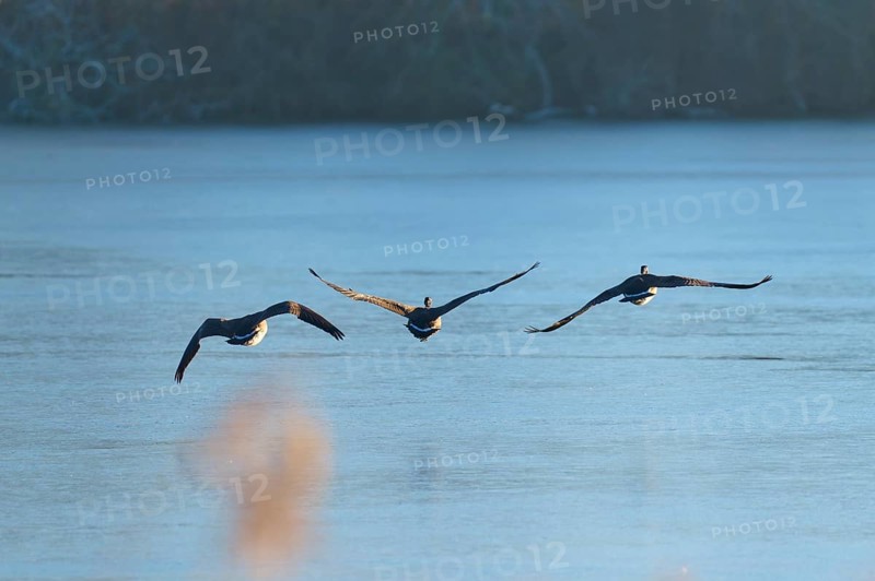 Three Canada geese (Branta canadensis), flying in a line over a still lake at dawn, winter, Reinheimer Teich, Reinheim, Hesse, Germany