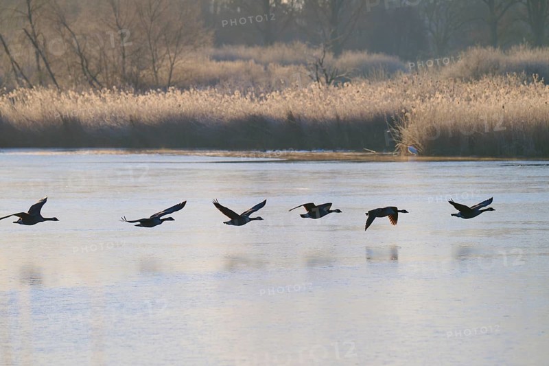 Group of Canada geese (Branta canadensis), flying over a frozen lake with reeds in the background, winter, Reinheimer Teich, Reinheim, Hesse, Germany