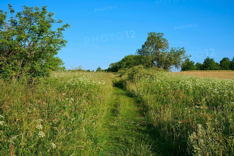 Green path through a natural meadow with trees and blue sky, Fladungen, Frankenheim, Hohe Rhön, Rhön, Hesse, Thuringia, Bavaria, Germany