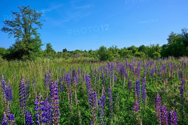 Meadow full of purple lupines under a clear sky, Fladungen, Hohe Rhön, Rhön, Hesse, Germany