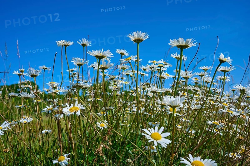 Daisies rise into the air under a blue sky, Fladungen, Hohe Rhön, Rhön, Hesse, Germany