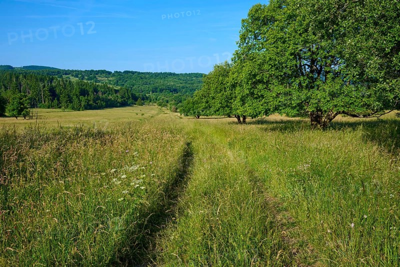 Green path leads through a meadow with trees under a blue sky, Fladungen, Frankenheim, Hohe Rhön, Rhön, Hesse, Thuringia, Bavaria, Germany
