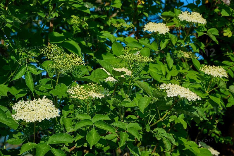 Elderberry (Sambucus), with white flowers in close-up, Fladungen, Hohe Rhön, Rhön, Hesse, Germany