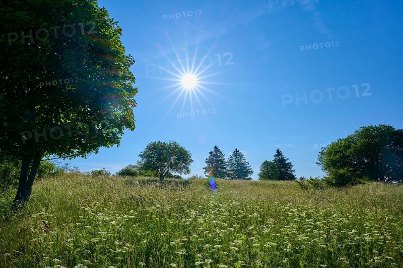 Green meadow with trees under a bright blue sky and rays of sunshine, Fladungen, Frankenheim, Hohe Rhön, Rhön, Hesse, Thuringia, Bavaria, Germany
