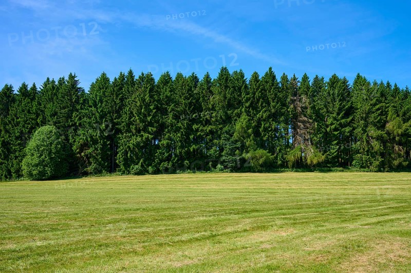 Green meadow in front of a dense row of trees under a clear blue sky, Lange Rhön, Hausen, Rhön, Bavaria, Germany