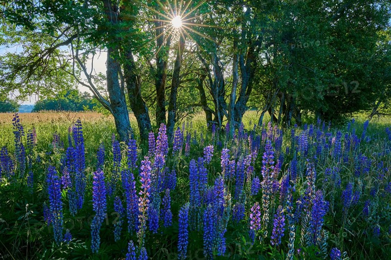 Flowering lupines in a field at the edge of a forest with soft sunlight, Fladungen, Frankenheim, Hohe Rhön, Rhön, Hesse, Thuringia, Bavaria, Germany