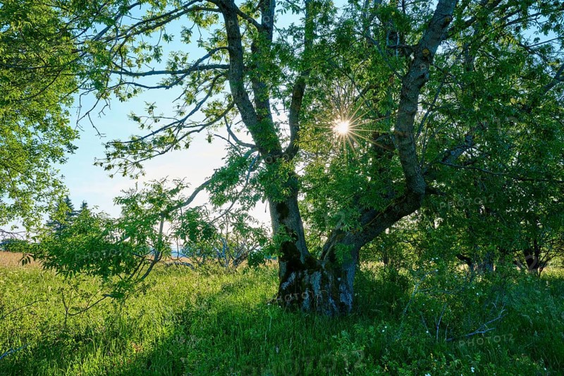 Large tree in the forest with sunbeams shining through the leaves, Fladungen, Frankenheim, Hohe Rhön, Rhön, Hesse, Thuringia, Bavaria, Germany