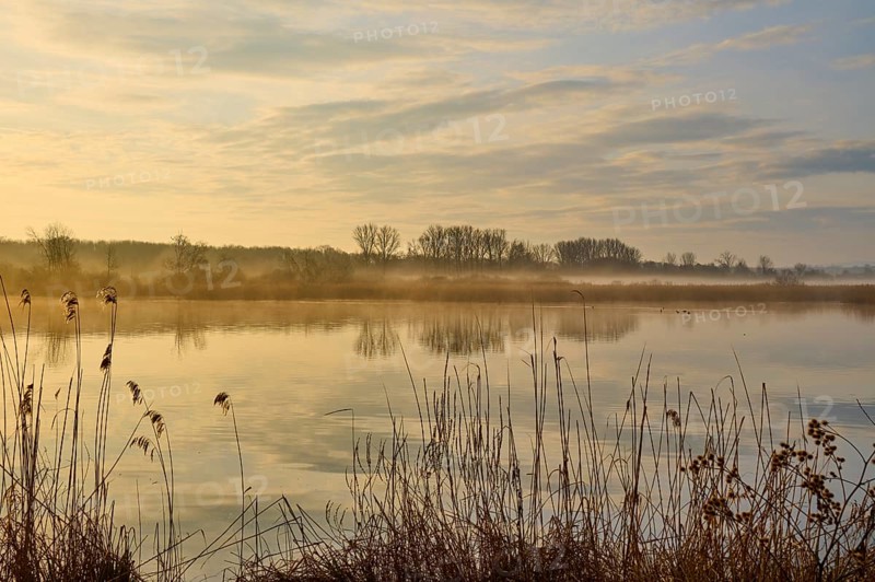 Golden morning mood at a misty lake with peaceful reflections, Reinheimer Teich, Reinheim, Hesse, Germany