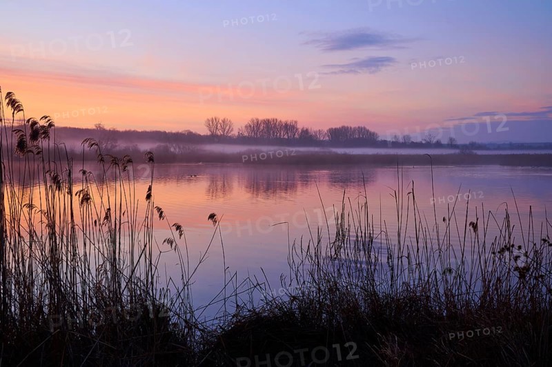 Gentle morning colours on a calm lake with reeds in the foreground, Reinheimer Teich, Reinheim, Hesse, Germany