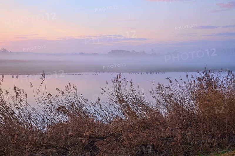 Morning mist over a lake with pastel colours and calm atmosphere, Reinheimer Teich, Reinheim, Hesse, Germany