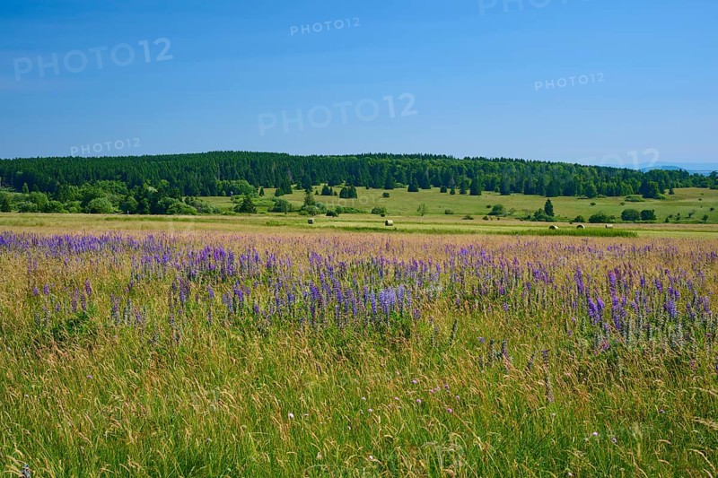 Flower-rich meadow with purple lupins in a hilly landscape against a forest backdrop, Lange Rhön, Hausen, Rhön, Bavaria, Germany