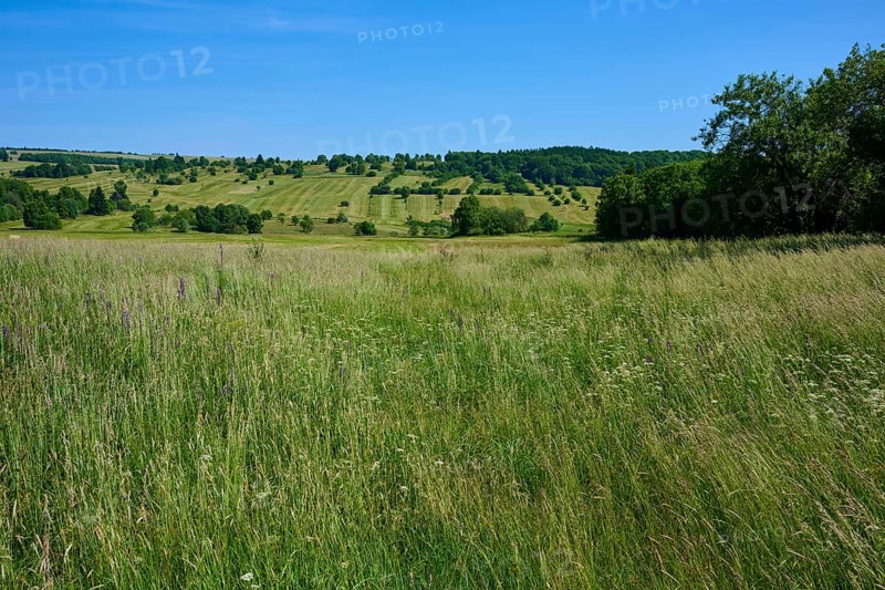 Wide fields stretch over rolling hills under a clear summer sky, Lange Rhön, Oberelsbach, Rhön, Bavaria, Germany