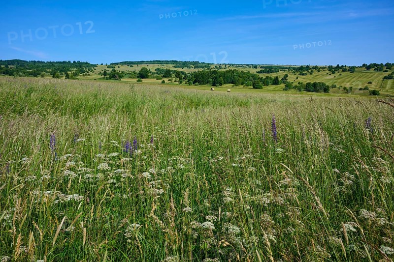 Weed-covered meadow in an extensive, gently undulating landscape under a blue sky, Lange Rhön, Oberelsbach, Rhön, Bavaria, Germany