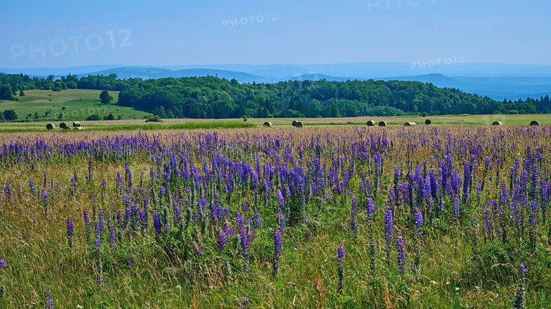 Wide meadow full of purple lupines with rolling hills and forest in the background under a clear blue sky, Lange Rhön, Hausen, Rhön, Bavaria, Germany