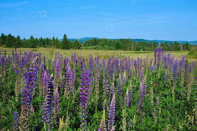 Lupines in full bloom on a vast field, Fladungen, Hohe Rhön, Rhön, Hesse, Germany