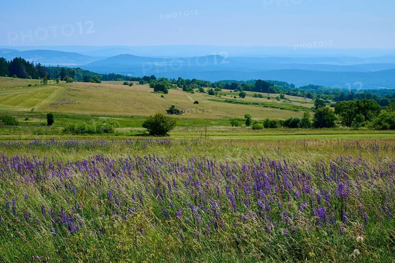 Colourful flower meadow with purple lupines in a wide, hilly landscape with mountain views, Lange Rhön, Hausen, Rhön, Bavaria, Germany
