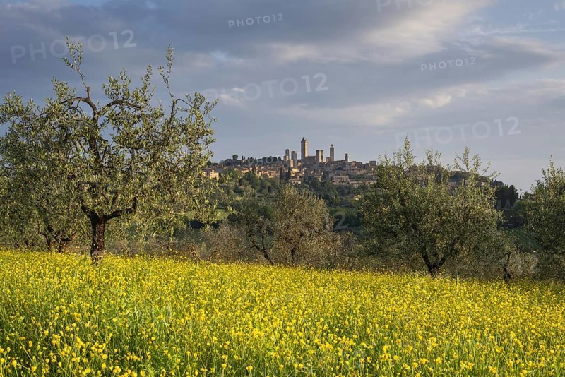 Yellow flowering broom, spring meadow with olive trees, behind San Gimignano, Tuscany, Italy