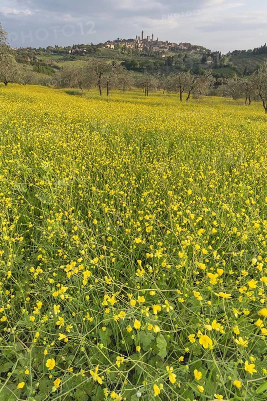 Yellow flowering broom, spring meadow with olive trees, behind San Gimignano, Tuscany, Italy