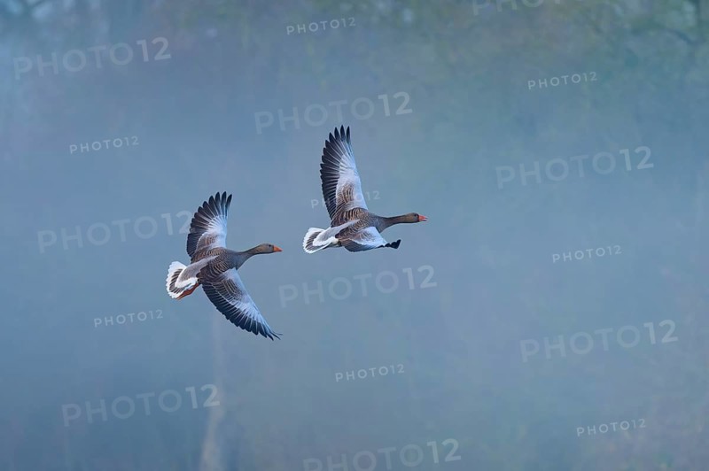 Greylag goose (Anser anser), two flying geese through a misty, wintry landscape, Reinheimer Teich, Reinheim, Hesse, Germany