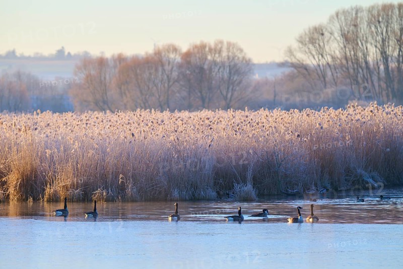 Winter morning at the lake with calm water surface and frozen reeds, Canada goose (Branta canadensis), Reinheimer Teich, Reinheim, Hesse, Germany