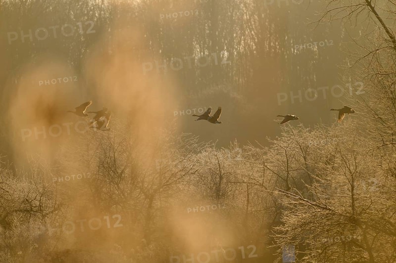 Canada goose (Branta canadensis), flying over a winter landscape full of trees, Reinheimer Teich, Reinheim, Hesse, Germany