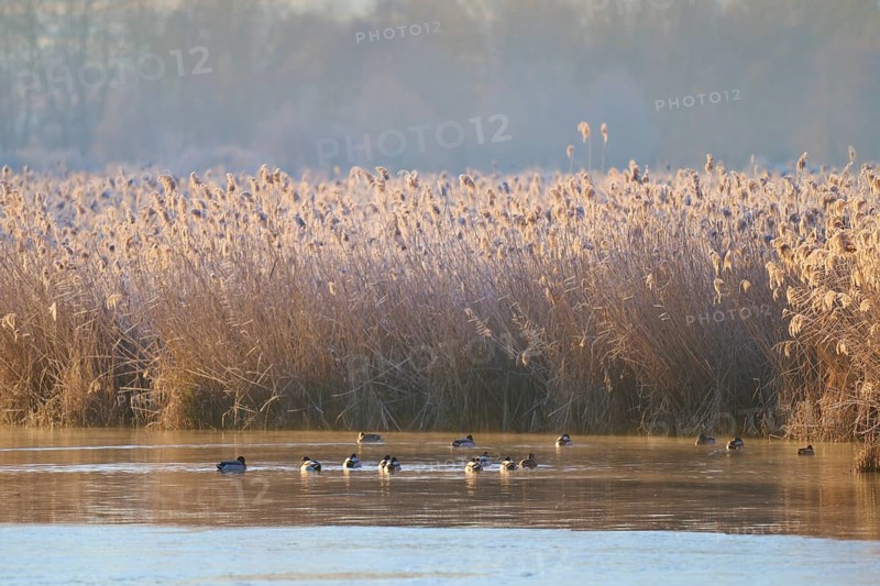 Frozen reeds with ducks on the water, captured in a wintry light, Reinheimer Teich, Reinheim, Hesse, Germany