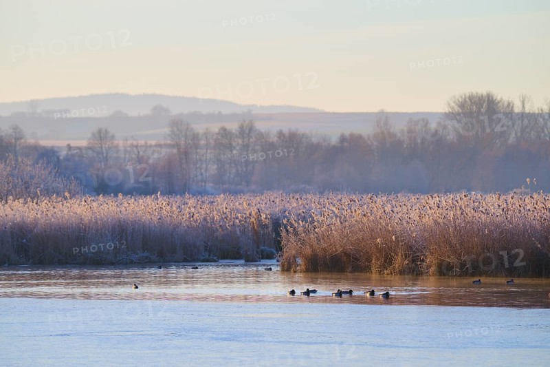 Winter lake landscape with ducks in the water and frozen reeds, Reinheimer Teich, Reinheim, Hesse, Germany