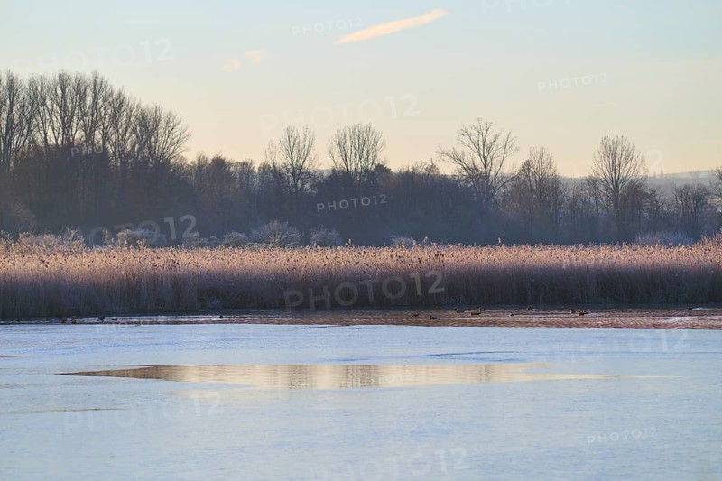 Winter lake landscape with reeds at dawn and calm atmosphere, Reinheimer Teich, Reinheim, Hesse, Germany