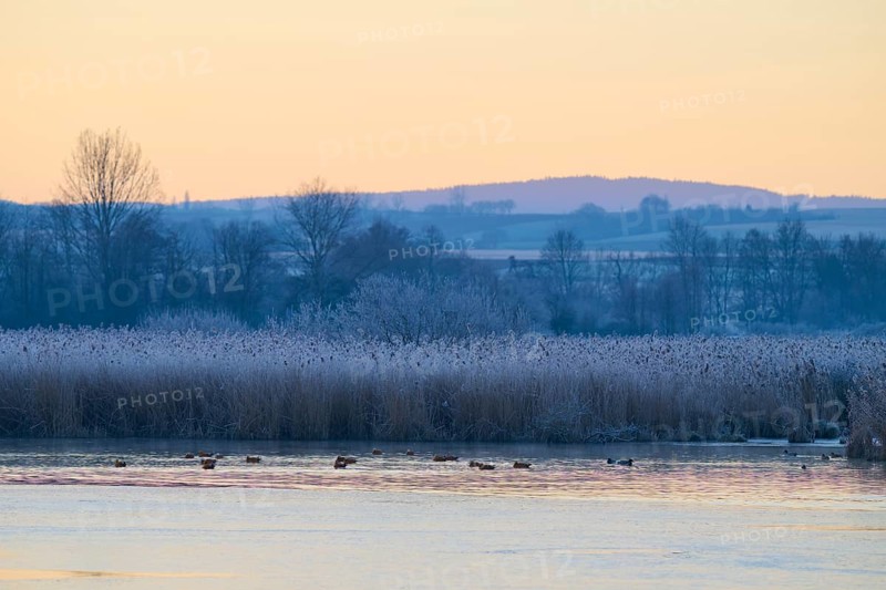 A quiet lake in a winter landscape with frosty reeds and a few swimming ducks, Reinheimer Teich, Reinheim, Hesse, Germany
